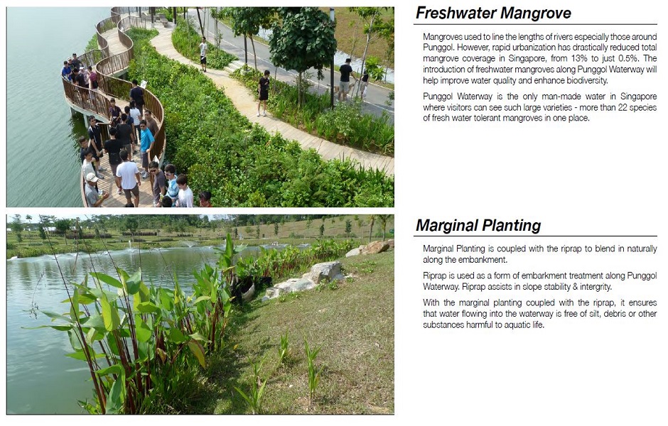 My Waterway at Punggol - Freshwater Mangrove, Marginal Planting